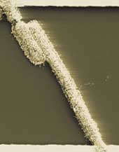Bacterial sensor 