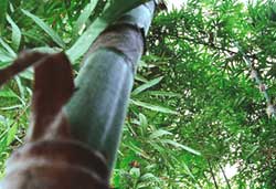 Bamboo bonanza 