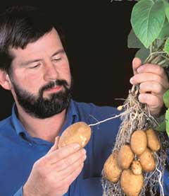 Potato pangs 
