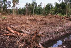 Borneo`s forests hacked