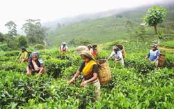 No fertilizer subsidy for Sri Lankan exports 