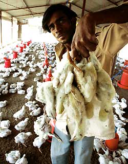 Bird flu hit farmers yet to receive compensation