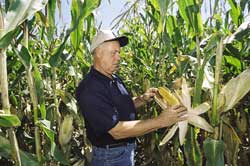 Syngenta for import of its genetically modified maize