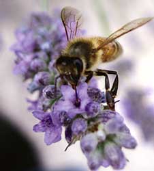 Bee species are missing, pollination on high risk