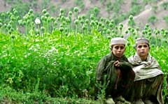 Afghan opium harvest reaches record levels