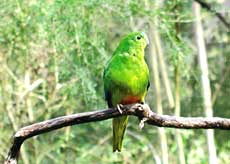 Australian wind farm blocked to save parrot