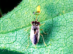 Breeding insects to eat crop pests