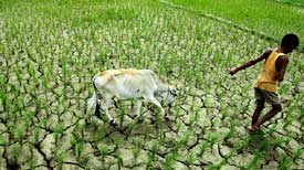 Monsoon friendly Assam reeling under drought
