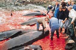 Iceland resumes whale meat export