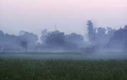 Uttar Pradesh`s <i>terai</i> experiences untimely fog