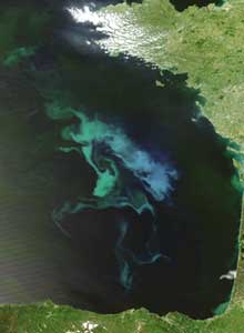 Phytoplankton growth overestimated in the Pacific Ocean