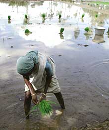 Irrigation influences monsoon, says study