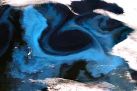 Phytoplankton influences cloud formation