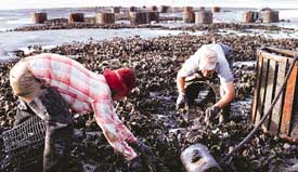 High cadmium leads to decline in oysters