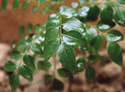 Chemical in curry leaves can cure prostate cancer