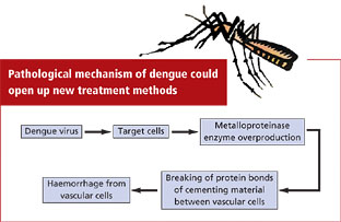 Over production of enzyme triggers dengue
