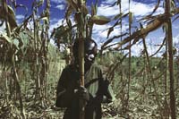Drought tolerant maize launched in African countries
