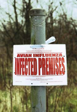 Bird flu virus H5N1 strain found in Britain
