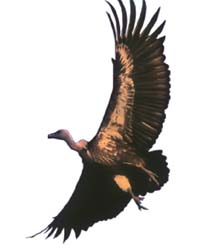 No consensus on vulture census, conservation