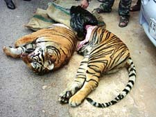 Tiger farming: India debates China experiment  