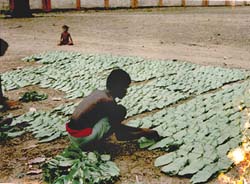 Orissa <i>kendu</i> leaf workers end strike