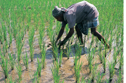 High carbon in paddy fields questions India`s methane emission levels  