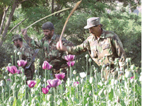 Afghanistan under pressure to enact anti narcotics plan  