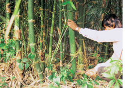 High demand for Indian bamboo in Kenya, Ethiopia  