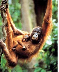Mining giant keen on exploiting Borneo forests