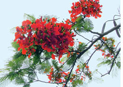 Natural dyes from Gulmohar flowers  