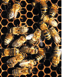 Fewer honeybees could mean less food  