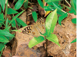 Butterflies brought by tsunami threaten Andaman`s ecology  