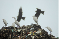 Wetland egret can be new bio control agent  