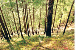 Himachal villagers resist pine monoculture, reclaim forests for fodder  