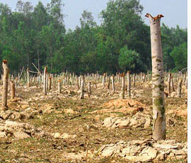 Foresters, villagers vie for land in Bengal  