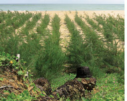 Will planting Causarina give protection against another tsunami?   