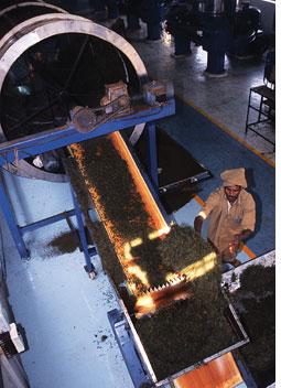 Industrial processing contaminates tea  