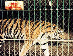Vietnamese zoo admits auctioning tiger  