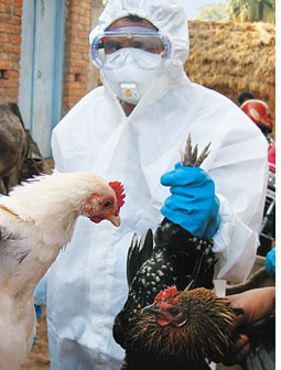 Bengal bird flu outbreak   authorities unprepared  