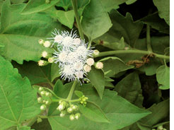 Invasive species in Western Ghats affects plants  