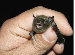 Mysterious disease kills Indiana bats  