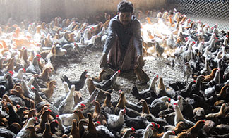 Bangladesh backyard poultry hit by bird flu  