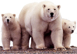 Oil companies imperil polar bear habitat   