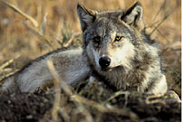 US govt in trouble for taking gray wolf off the endangered list  