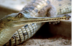 Tilapia fish may have killed gharials in Chambal