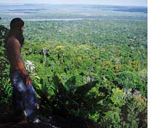 371,000 ha rainforest sold in Guyana  