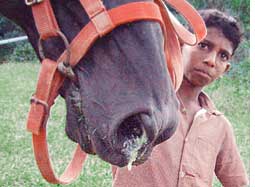 Horse flu spreads in India
