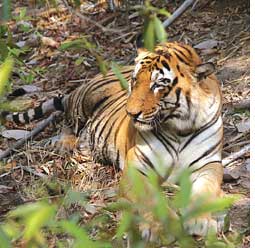 Panna to get two tigresses