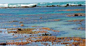 Algal bloom threatens coral reef