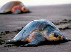 Turtles return to nest 